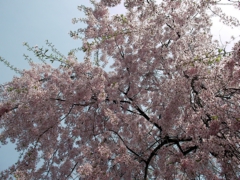 SANY0085.JPG